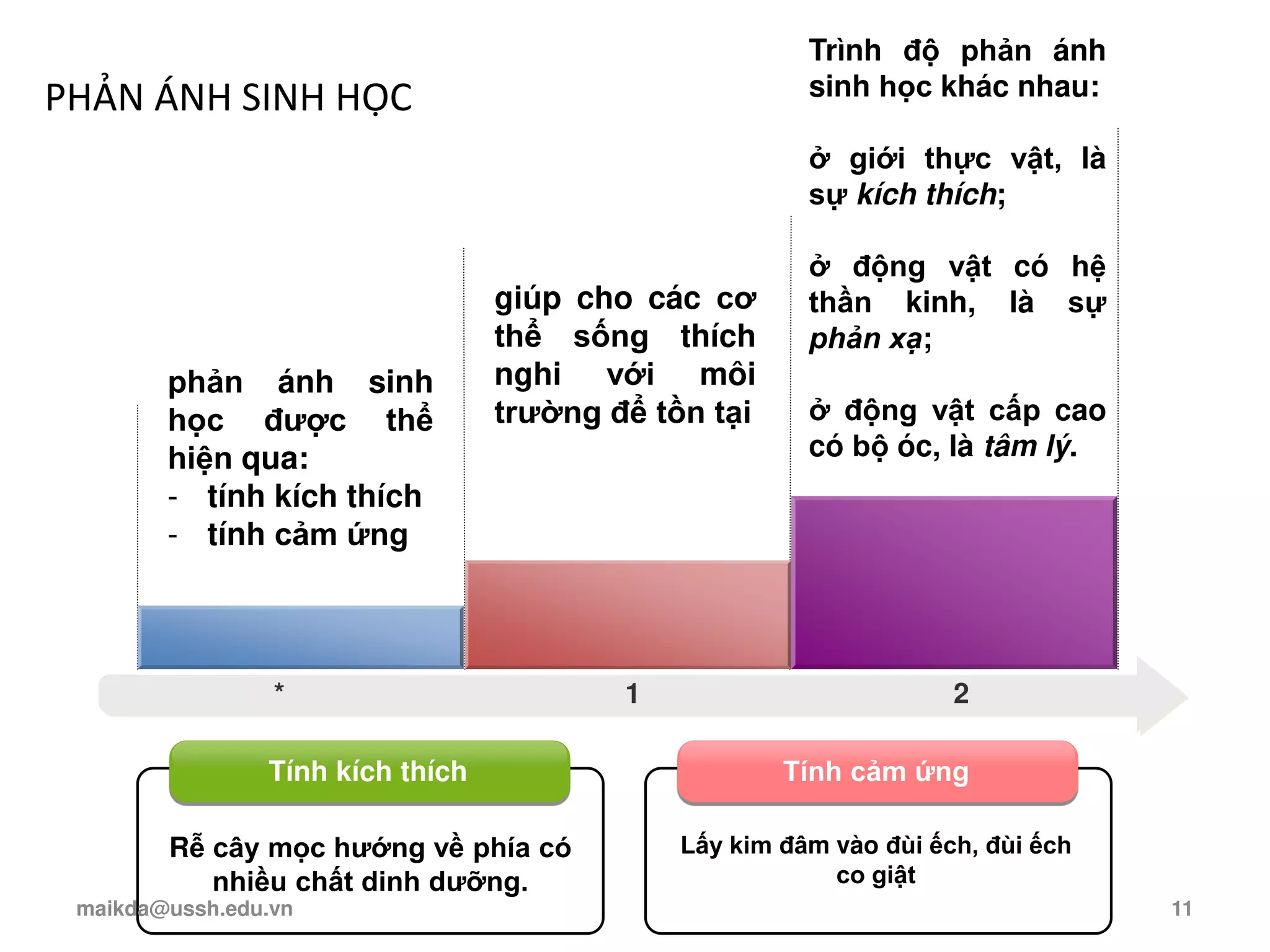 PHẢN ÁNH SINH HỌC
* 1 2
phản ánh sinh
học được thể
hiện qua:
- tính kích thích
- tính cảm ứng
Tính kích thích Tính cảm ứng
Rễ cây mọc hướng về phía có
nhiều chất dinh dưỡng.
Lấy kim đâm vào đùi ếch, đùi ếch
co giật
giúp cho các cơ
thể sống thích
nghi với môi
trường để tồn tại
Trình độ phản ánh
sinh học khác nhau:
ở giới thực vật, là
sự kích thích;
ở động vật có hệ
thần kinh, là sự
phản xạ;
ở động vật cấp cao
có bộ óc, là tâm lý.
maikda@ussh.edu.vn 11
 