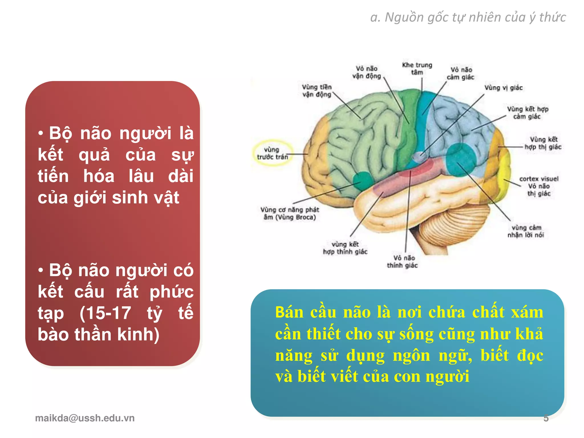 • Bộ não người là
kết quả của sự
tiến hóa lâu dài
của giới sinh vật
• Bộ não người có
kết cấu rất phức
tạp (15-17 tỷ tế
bào thần kinh)
Bán cầu não là nơi chứa chất xám
cần thiết cho sự sống cũng như khả
năng sử dụng ngôn ngữ, biết đọc
và biết viết của con người
a. Nguồn gốc tự nhiên của ý thức
maikda@ussh.edu.vn 5
 