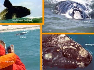 Nadadeira Peitoral  Verrugas Cabeça Dorso Aguarde 