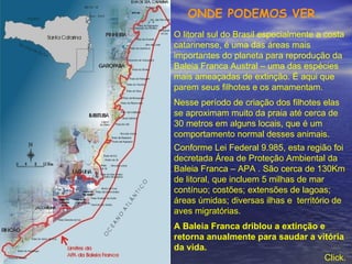 ONDE PODEMOS VER.   O litoral sul do Brasil especialmente a costa catarinense, é uma das áreas mais importantes do planeta para reprodução da Baleia Franca Austral – uma das espécies mais ameaçadas de extinção. É aqui que parem seus filhotes e os amamentam. Nesse período de criação dos filhotes elas se aproximam muito da praia até cerca de 30 metros em alguns locais, que é um comportamento normal desses animais. Conforme Lei Federal 9.985, esta região foi decretada Área de Proteção Ambiental da Baleia Franca – APA . São cerca de 130Km de litoral, que incluem 5 milhas de mar contínuo; costões; extensões de lagoas; áreas úmidas; diversas ilhas e  território de aves migratórias. A Baleia Franca driblou a extinção e retorna anualmente para saudar a vitória da vida. Click.   