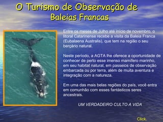 O Turismo de Observação de  Baleias Francas Entre os meses de Julho até início de novembro, o litoral Catarinense recebe a visita da Baleia Franca (Eubalaena Australis), que tem na região o seu berçário natural. Neste período, a AGTA lhe oferece a oportunidade de conhecer de perto esse imenso mamífero marinho, em seu habitat natural, em passeios de observação embarcada ou por terra, além de muita aventura e integração com a natureza. Em uma das mais belas regiões do país, você entra em comunhão com esses fantásticos seres ancestrais. UM VERDADEIRO CULTO A VIDA  Click.   