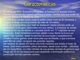Características De nome científico "Eubalaena Australis", a Franca é um grande cetáceo marinho da família das baleias, golfinhos e botos. Família esta que existe há mais ou menos 2,5 milhões de anos. Os indivíduos adultos desta espécie podem pesar mais de 60 toneladas e chegam a atingir um comprimento de mais de 18 metros. Entre as características que mais se destacam nestes animais estão as calosidades (verrugas) observadas em sua cabeça; a presença de cerdas filtradoras em vez de dentes e o peculiar borrifo em "V" originado de sua respiração. Estes fantásticos animais visitam nosso litoral na busca por águas mais quentes, ideais no período de procriação e acasalamento. A Baleia Franca ganhou esse nome pela sua docilidade, o que a tornava mais fácil de matar, na época das grandes caçadas. Até meados do século XX havia uma forte indústria que existia à razão da baleia. Dela eram extraídos vários derivados, desde suas cerdas - utilizadas até em espartilhos - e o óleo retirado de sua grossa camada de gordura (que chega até 50 cm de espessura) para abastecer a iluminação pública e a construção civil dos grandes centros. Click.   