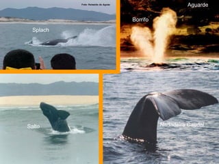 O que podemos ver?   Nadadeira  Nadadeira Caudal Salto Borrifo Splach Aguarde 