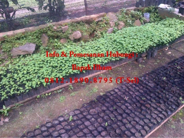 0812.1890.8795 TELKOMSEL Benih Unggul Pepaya California, Benih Ungg… 0812.1890.8795 TELKOMSEL Benih Unggul Pepaya California, Benih Ungg…