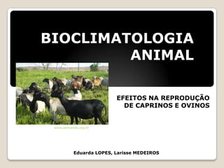 BIOCLIMATOLOGIA
ANIMAL
Eduarda LOPES, Larisse MEDEIROS
EFEITOS NA REPRODUÇÃO
DE CAPRINOS E OVINOS
www.semiarido.org.br
 