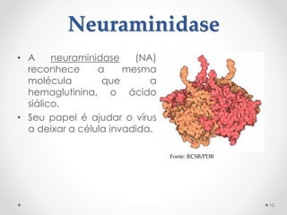 Neuraminidase
• A neuraminidase (NA)
reconhece a mesma
molécula que a
hemaglutinina, o ácido
siálico.
• Seu papel é ajudar o vírus
a deixar a célula invadida.
10
Fonte: RCSB/PDB
 
