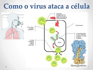 Como o vírus ataca a célula
Hemaglutinina 11
 