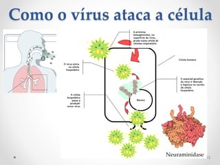 Como o vírus ataca a célula
Neuraminidase 12
 