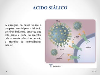ACIDO SIÁLICO
A clivagem do ácido siálico é
um passo crucial para a infecção
do vírus Influenza, uma vez que
este ácido é parte do receptor
celular usado pelo vírus durante
o processo de internalização
celular.
13
 