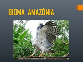 BIOMA AMAZÔNIA
 
