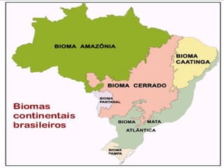 ESTADOS QUE FAZEM PARTE DO BIOMA AMAZÔNIA:
estão localizados os estados do 
Pará, Amazonas, Amapá, Acre, 
Rondônia e Rora...