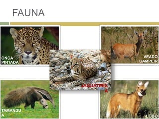 FAUNA
ONÇA
PINTADA
VEADO
CAMPEIR
O
TAMANDU
A LOBO
JAGUATIRIC
A
 