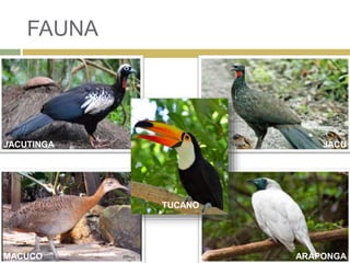 FAUNA
TUCANO
JACUTINGA JACU
MACUCO ARAPONGA
 