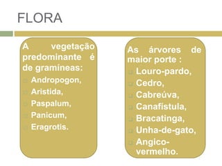 FLORA
As árvores de
maior porte :
 Louro-pardo,
 Cedro,
 Cabreúva,
 Canafístula,
 Bracatinga,
 Unha-de-gato,
 Angico-
vermelho.
A vegetação
predominante é
de gramíneas:
 Andropogon,
 Aristida,
 Paspalum,
 Panicum,
 Eragrotis.
 