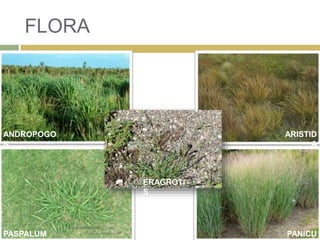 FLORA
ANDROPOGO
N
ARISTID
A
PASPALUM PANICU
ERAGROTI
S
 