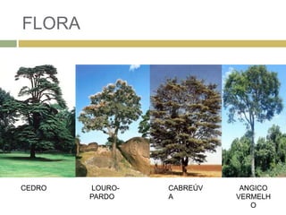 FLORA
ANDROPOGO
N
ARISTID
A
PASPALUM PANICU
ERAGROTI
S
CEDRO LOURO-
PARDO
CABREÚV
A
ANGICO
VERMELH
O
 