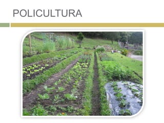 POLICULTURA
 