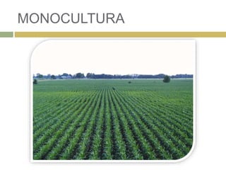 MONOCULTURA
 