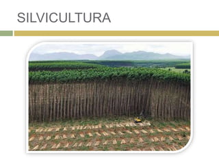 SILVICULTURA
 
