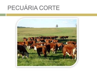 PECUÁRIA CORTE
 