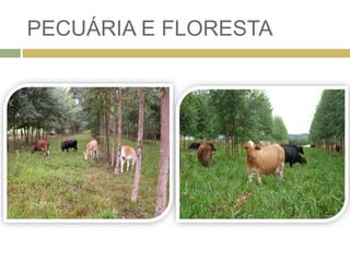 PECUÁRIA E FLORESTA
 