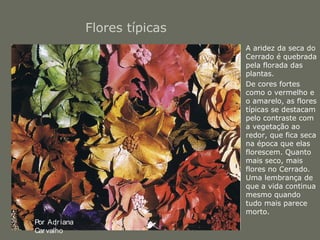 Flores típicas 
• A aridez da seca do 
Cerrado é quebrada 
pela florada das 
plantas. 
• De cores fortes 
como o vermelho e 
o amarelo, as flores 
típicas se destacam 
pelo contraste com 
a vegetação ao 
redor, que fica seca 
na época que elas 
florescem. Quanto 
mais seco, mais 
flores no Cerrado. 
Uma lembrança de 
que a vida continua 
mesmo quando 
tudo mais parece 
morto. 
Por Adr iana 
Car valho 
