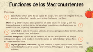 Funciones de los Macronutrientes
Proteínas
Estructural: forman parte de los tejidos del cuerpo, tales como el colágeno de la piel,
queratina en las uñas y cabello, como tambien los huesos y cartílago.
Mantener y crear células: están presentes en cada célula del cuerpo y son muy
importantes para el mantenimientos de las células ya existentes, siendo pilares en los
tejidos, músculos, órganos y sistema respiratorio.
Inmunidad: el sistema inmunitario utiliza las proteínas para poder atacar contra bacterias
y virus, actuando como anticuerpos.
Sustituto energético: a pesar de las proteínas no ser la fuente principal de energía,
estas pueden actuar como ayuda en momentos donde los carbohidratos y grasas fallen
en proporcionar la misma
Regular procesos corporales: algunas proteínas cumplen con funciones hormonales,
regulando la glucosa en la sangre y el crecimiento. Otras regulan la degradación de otras
proteínas.
 
