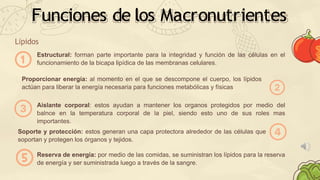 Funciones de los Macronutrientes
Lípidos
Estructural: forman parte importante para la integridad y función de las células en el
funcionamiento de la bicapa lipídica de las membranas celulares.
Proporcionar energía: al momento en el que se descompone el cuerpo, los lípidos
actúan para liberar la energía necesaria para funciones metabólicas y físicas
Aislante corporal: estos ayudan a mantener los organos protegidos por medio del
balnce en la temperatura corporal de la piel, siendo esto uno de sus roles mas
importantes.
Soporte y protección: estos generan una capa protectora alrededor de las células que
soportan y protegen los órganos y tejidos.
Reserva de energía: por medio de las comidas, se suministran los lípidos para la reserva
de energía y ser suministrada luego a través de la sangre.
 
