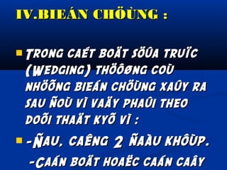 IV.BIEÁN CHÖÙNG :
 Trong

caét boät söûa truïc
(Wedging) thöôøng coù
nhöõng bieán chöùng xaûy ra
sau ñoù vì vaäy phaûi theo
doõi thaät kyõ vì :

 -Ñau,

caêng 2 ñaàu khôùp.

-Caán boät hoaëc caán caây

 