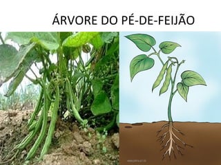 ÁRVORE DO PÉ-DE-FEIJÃO
 