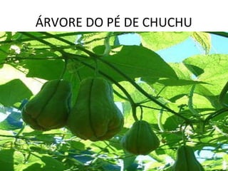 ÁRVORE DO PÉ DE CHUCHU
 