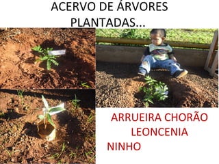 ACERVO DE ÁRVORES
   PLANTADAS...




         ARRUEIRA CHORÃO
            LEONCENIA
        NINHO
 