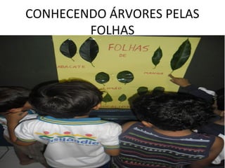 CONHECENDO ÁRVORES PELAS
        FOLHAS
 