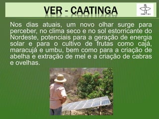 Nos dias atuais, um novo olhar surge para
perceber, no clima seco e no sol estorricante do
Nordeste, potenciais para a geração de energia
solar e para o cultivo de frutas como cajá,
maracujá e umbu, bem como para a criação de
abelha e extração de mel e a criação de cabras
e ovelhas.
 