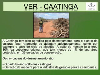 A Caatinga tem sido agredida pelo desmatamento para o plantio de
culturas que raramente se adaptam adequadamente, como por
exemplo o caso do ciclo do algodão. A ação do homem já alterou
80% da cobertura original, que tem menos de 1% de sua área
protegida, em 36 unidades de conservação.
Outras causas do desmatamento são:
- O gado bovino solto nas caatingas;
- Geração de madeira para a indústria de gesso e para as carvoarias.
 
