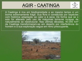 A Caatinga é rica em biodiversidade e ao mesmo tempo é um
bioma extremamente frágil. Sua flora é constituída por espécies
com histórica adaptação ao calor e à seca. De forma que se o
solo for alterado pelo uso de máquinas torna-se incapaz de
naturalmente se reestruturar. Nas últimas décadas, 40.000 km²
da Caatinga transformaram-se em deserto por interferência do
homem e a sua exploração segue em ritmo preocupante.
 