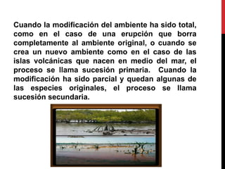 Cuando la modificación del ambiente ha sido total,
como en el caso de una erupción que borra
completamente al ambiente original, o cuando se
crea un nuevo ambiente como en el caso de las
islas volcánicas que nacen en medio del mar, el
proceso se llama sucesión primaria. Cuando la
modificación ha sido parcial y quedan algunas de
las especies originales, el proceso se llama
sucesión secundaria.
 