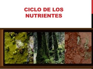 CICLO DE LOS
NUTRIENTES
 
