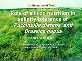 Role of silicon nutrition in
salinity tolerance of
Puccinellia distans and
Brassica napus
Gorgan University of Agricultural Sciences
and Natural Resources , Iran.
Ahmad Abdolzadeh
In the name of God
 