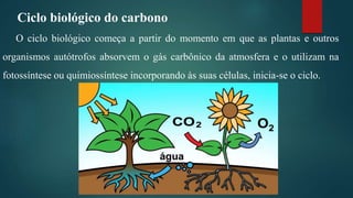 O ciclo biológico começa a partir do momento em que as plantas e outros
organismos autótrofos absorvem o gás carbônico da atmosfera e o utilizam na
fotossíntese ou quimiossíntese incorporando às suas células, inicia-se o ciclo.
Ciclo biológico do carbono
 