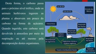 Desta forma, o carbono passa
para o próximo nível trófico, onde os
animais herbívoros ingerem as
plantas e absorvem um pouco do
carbono na forma de açúcares.
Quando ingerido, este carbono será
devolvido à atmosfera por meio da
respiração ou até mesmo pela
decomposição destes organismos.
 