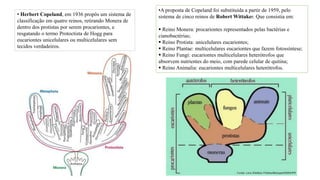 • Herbert Copeland, em 1936 propôs um sistema de
classificação em quatro reinos, retirando Monera de
dentro dos protistas por serem procariontes, e
resgatando o termo Protoctista de Hogg para
eucariontes unicelulares ou multicelulares sem
tecidos verdadeiros.
•A proposta de Copeland foi substituída a partir de 1959, pelo
sistema de cinco reinos de Robert Wittaker. Que consistia em:
 Reino Monera: procariontes representados pelas bactérias e
cianobactérias;
 Reino Protista: unicelulares eucariontes;
 Reino Plantae: multicelulares eucariontes que fazem fotossíntese;
 Reino Fungi: eucariontes multicelulares heterótrofos que
absorvem nutrientes do meio, com parede celular de quitina;
 Reino Animalia: eucariontes multicelulares heterótrofos.
 