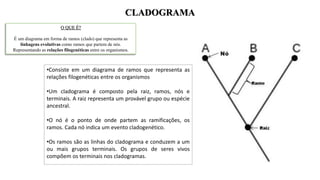 CLADOGRAMA
O QUE É?
É um diagrama em forma de ramos (clado) que representa as
linhagens evolutivas como ramos que partem de nós.
Representando as relações filogenéticas entre os organismos.
•Consiste em um diagrama de ramos que representa as
relações filogenéticas entre os organismos
•Um cladograma é composto pela raiz, ramos, nós e
terminais. A raiz representa um provável grupo ou espécie
ancestral.
•O nó é o ponto de onde partem as ramificações, os
ramos. Cada nó indica um evento cladogenético.
•Os ramos são as linhas do cladograma e conduzem a um
ou mais grupos terminais. Os grupos de seres vivos
compõem os terminais nos cladogramas.
 