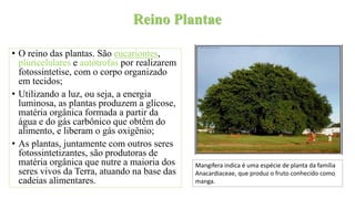 Reino Plantae
• O reino das plantas. São eucariontes,
pluricelulares e autótrofas por realizarem
fotossintetise, com o corpo organizado
em tecidos;
• Utilizando a luz, ou seja, a energia
luminosa, as plantas produzem a glicose,
matéria orgânica formada a partir da
água e do gás carbônico que obtêm do
alimento, e liberam o gás oxigênio;
• As plantas, juntamente com outros seres
fotossintetizantes, são produtoras de
matéria orgânica que nutre a maioria dos
seres vivos da Terra, atuando na base das
cadeias alimentares.
Mangifera indica é uma espécie de planta da família
Anacardiaceae, que produz o fruto conhecido como
manga.
 