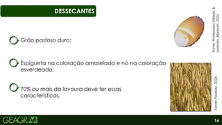 16
DESSECANTES
Fonte:
Professores
Alfredo
&
Leandro
Albrecht,
2024.
70% ou mais da lavoura deve ter essas
características.
Grão pastoso duro;
Espigueta na coloração amarelada e nó na coloração
esverdeado;
Fonte:
Pixabay,
2024.
 