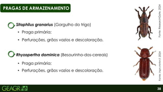 38
PRAGAS DE ARMAZENAMENTO
Fonte:
ResearchGate,
2024
Sitophilus granarius (Gorgulho do trigo)
Fonte:
inpn.mnhn.f,
2024
Rhyzopertha dominica (Besourinho-dos-cereais)
• Praga primária;
• Praga primária;
• Perfurações, grãos vazios e descoloração.
• Perfurações, grãos vazios e descoloração.
 