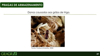 39
PRAGAS DE ARMAZENAMENTO
Danos causados aos grãos de trigo.
Fonte: Purdue University, 2024.
 
