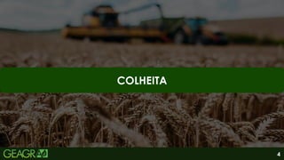 4
COLHEITA
 