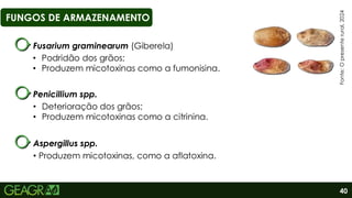 40
FUNGOS DE ARMAZENAMENTO
Fusarium graminearum (Giberela)
Fonte:
O
presente
rural,
2024
• Podridão dos grãos;
• Produzem micotoxinas como a fumonisina.
Penicillium spp.
• Deterioração dos grãos;
• Produzem micotoxinas como a citrinina.
Aspergillus spp.
• Produzem micotoxinas, como a aflatoxina.
 