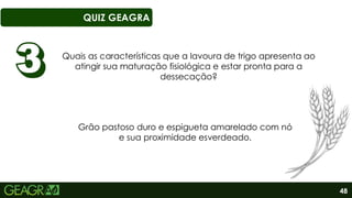 48
QUIZ GEAGRA
Quais as características que a lavoura de trigo apresenta ao
atingir sua maturação fisiológica e estar pronta para a
dessecação?
Grão pastoso duro e espigueta amarelado com nó
e sua proximidade esverdeado.
 